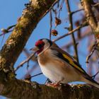 Versteckt in der Astgabel