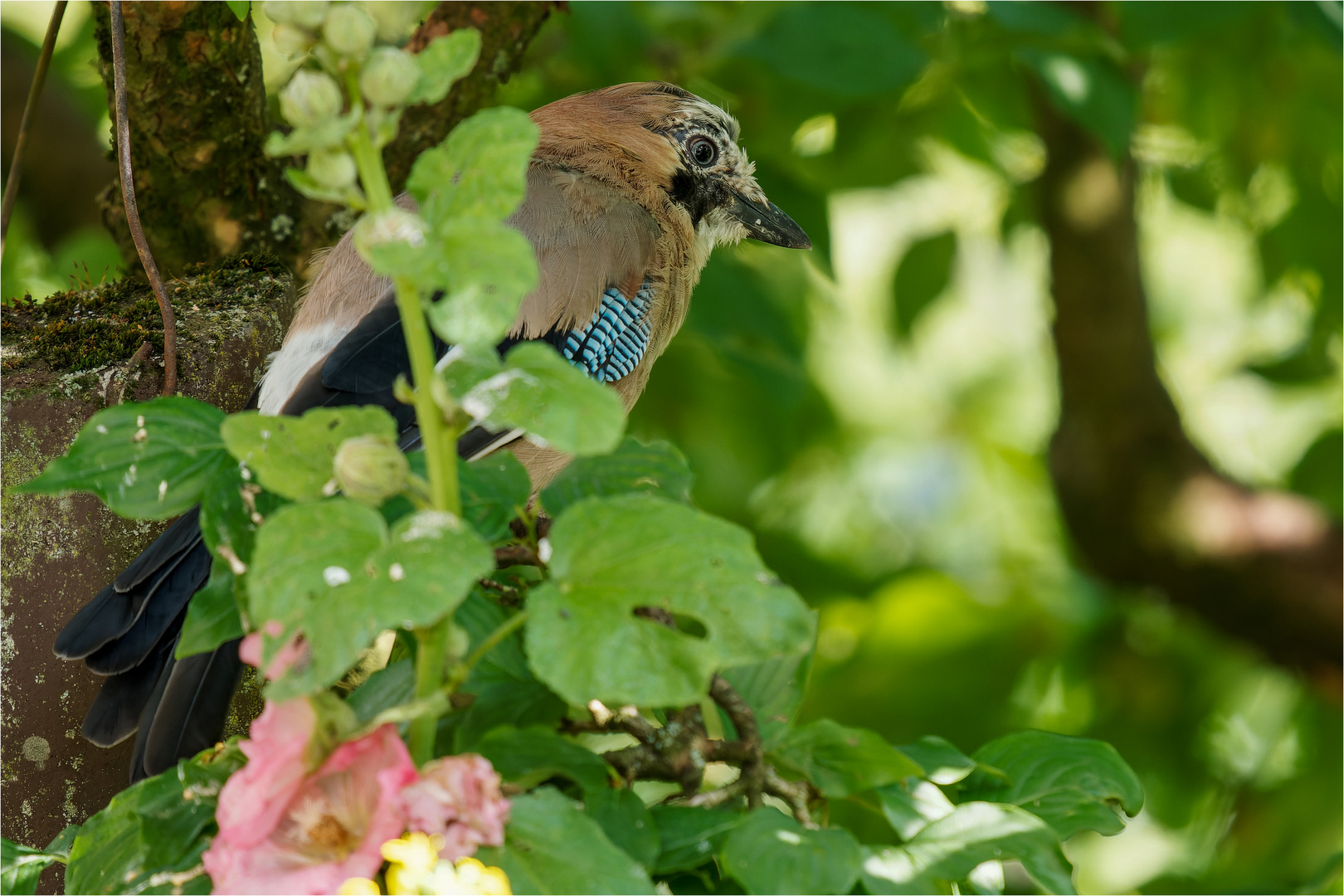 versteckt in der Kornelkirsche  .....