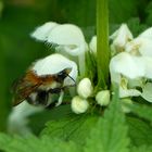 versteckt in der Taubnessel