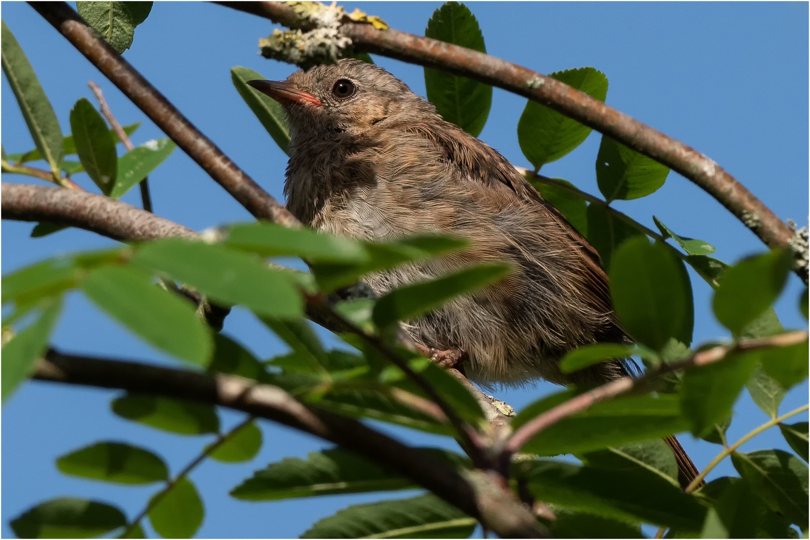 versteckt in der Vogelbeere  .....