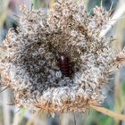 versteckt in der wilden Möre