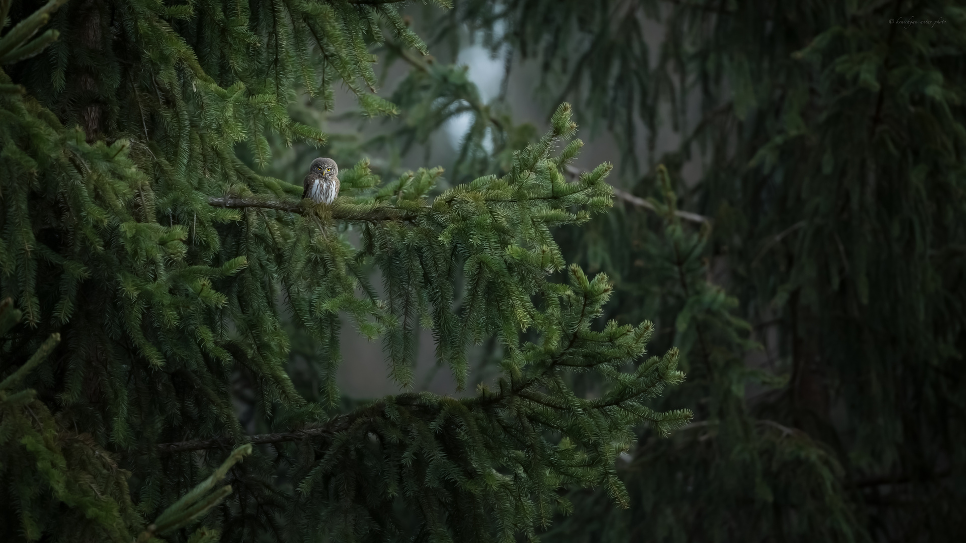 ___ „versteckt _ tief im schwarzwald“