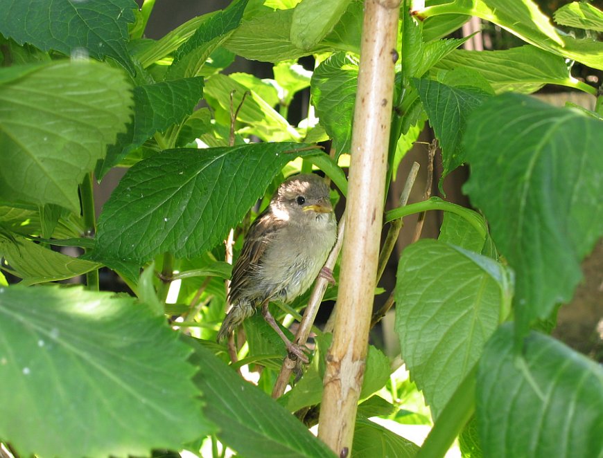 Versteckt - Trotzdem entdeckt...