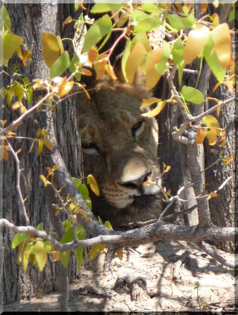 Versteckt und doch endeckt