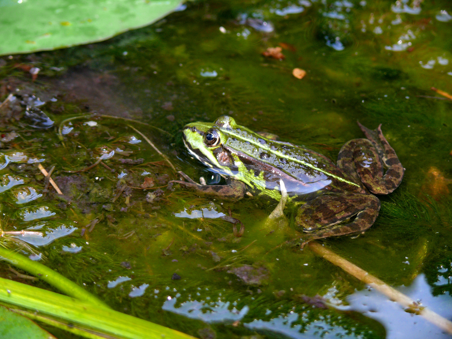 Versteckt , und doch entdeckt