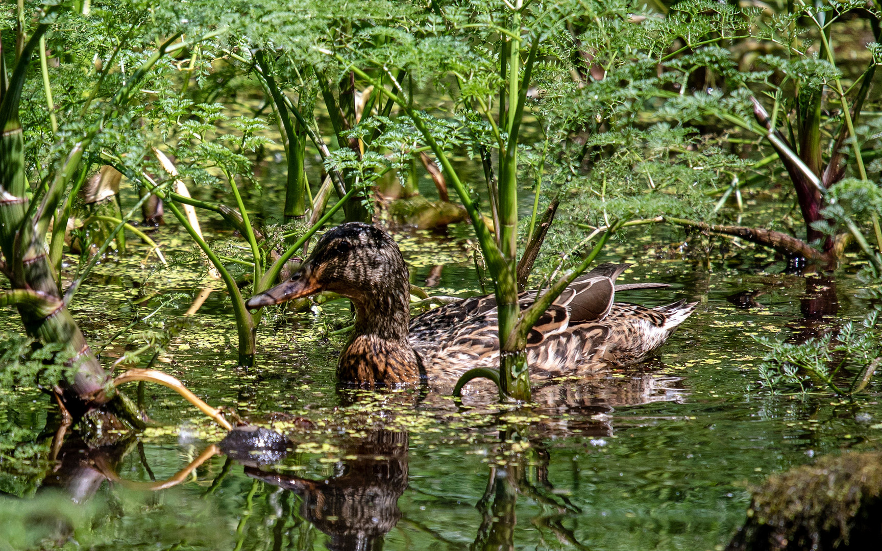 Versteckt und doch entdeckt