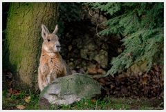 Versteckt und doch gefunden