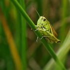 Versteckt und wenig scheu aber selten