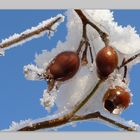 Versteckt unter Eis und Schnee