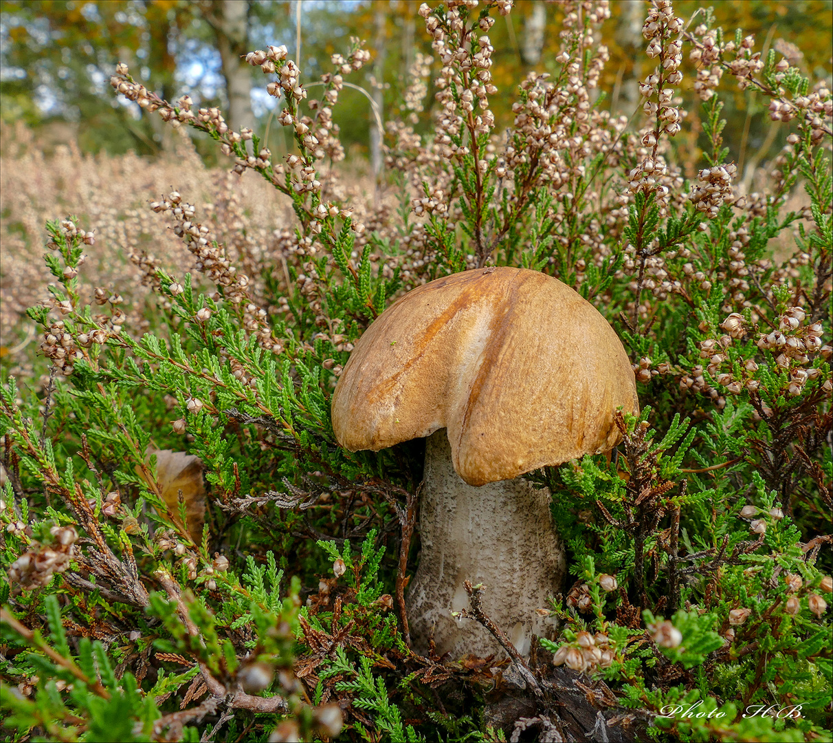 Versteckt unter Heidekraut