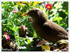 Versteckt unter Ranken (mit Gedicht)