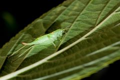 Versteckt unterm Blatt - und doch entdeckt