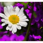 Versteckt zwischen Blüten / RHS Garden in Harrogate / UK