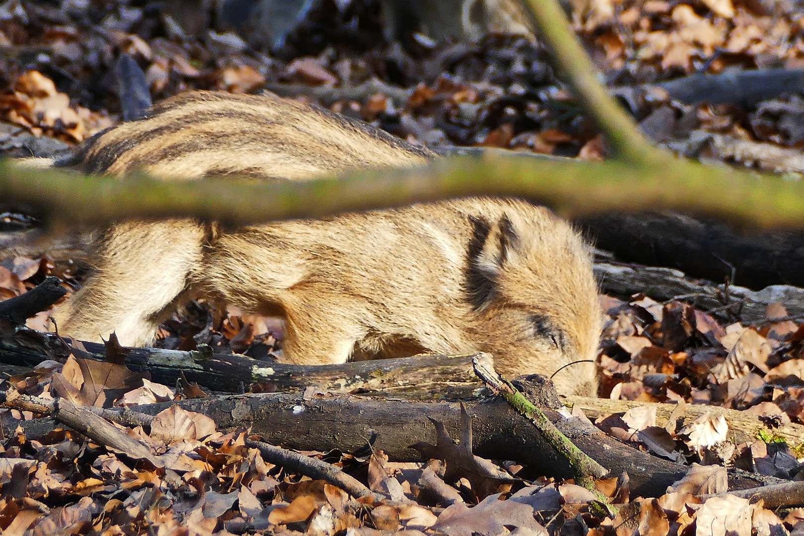 versteckt zwischen Laub und Gehölz