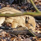 versteckt zwischen Laub und Gehölz