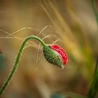 Versteckte Blüten