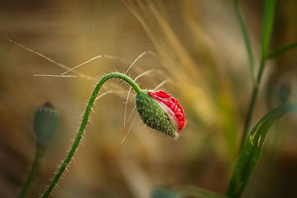 Versteckte Blüten