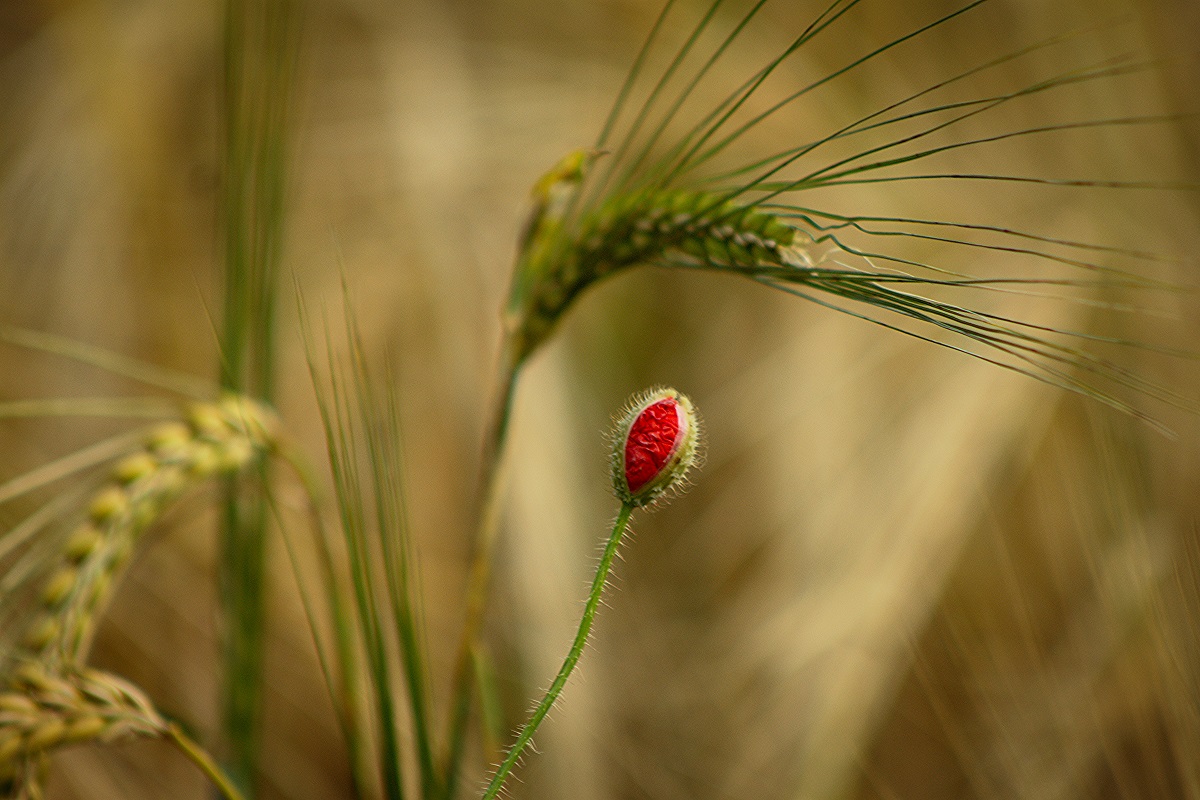 Versteckte Blüten II