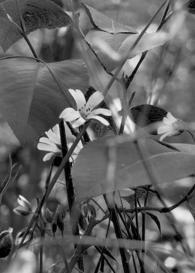 Versteckte Blume