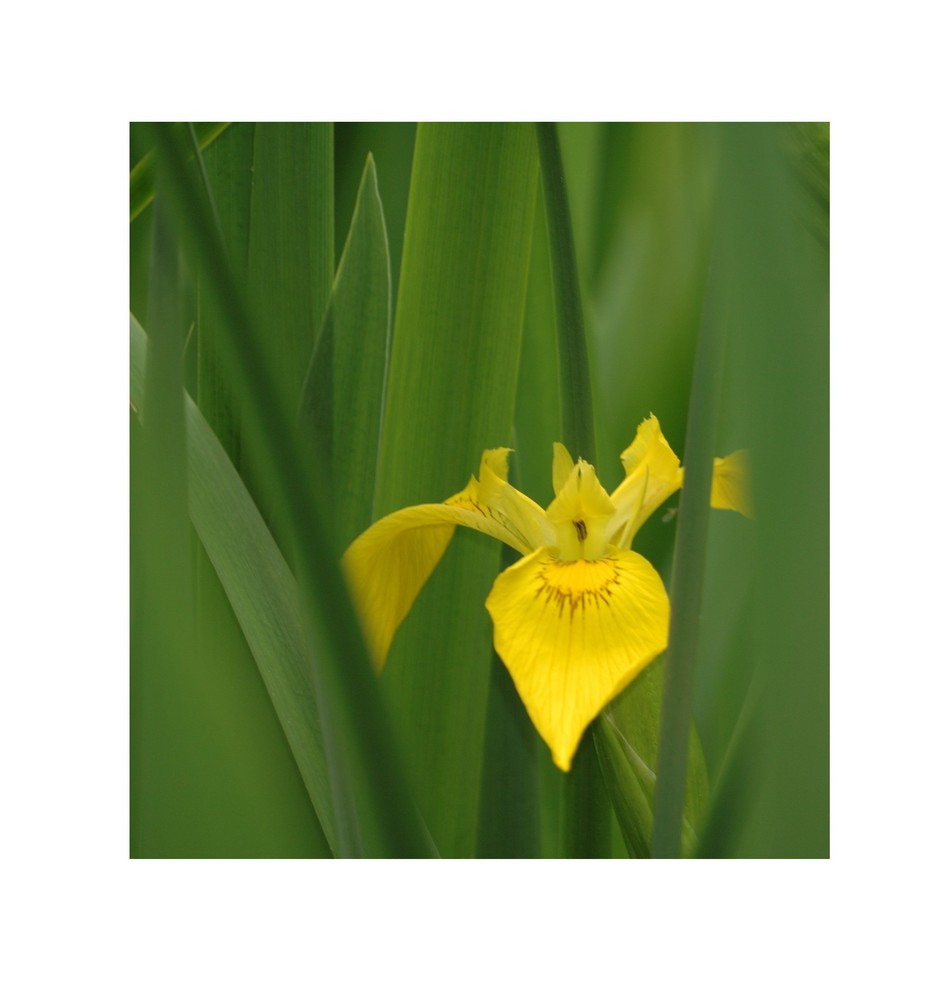 versteckte Iris