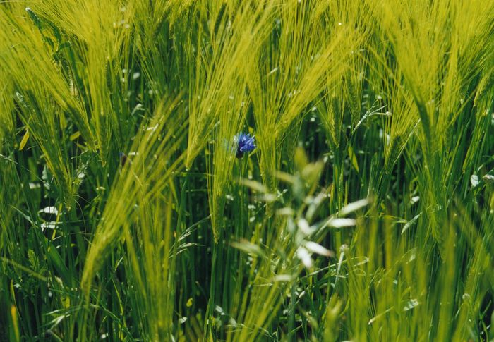 versteckte Kornblume