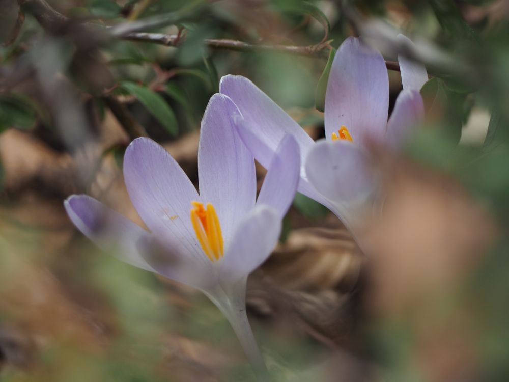 versteckte Krokusse