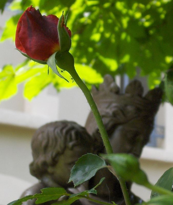 Versteckte Rose bei der Basilique de Fourvière