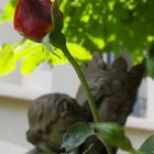 Versteckte Rose bei der Basilique de Fourvière