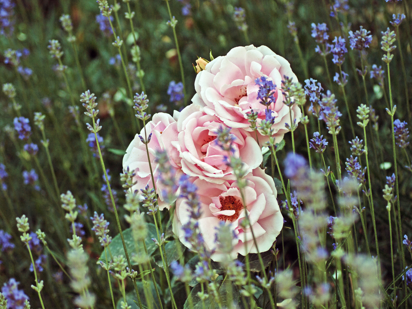 versteckte Rosen