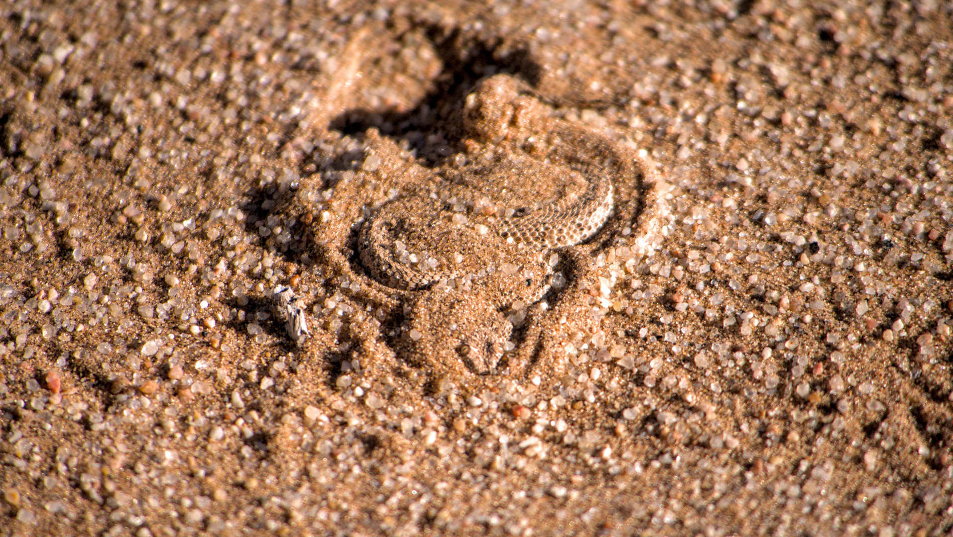 Versteckte Sandviper