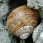 versteckte Schnecke