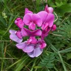 Versteckte Schönheit im Gras