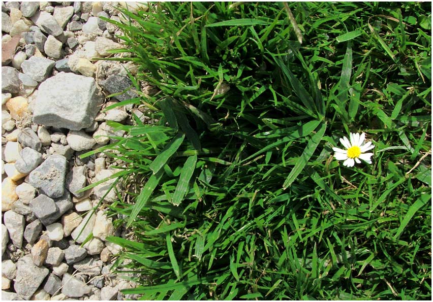 versteckte Schönheit im Schönbrunner Garten