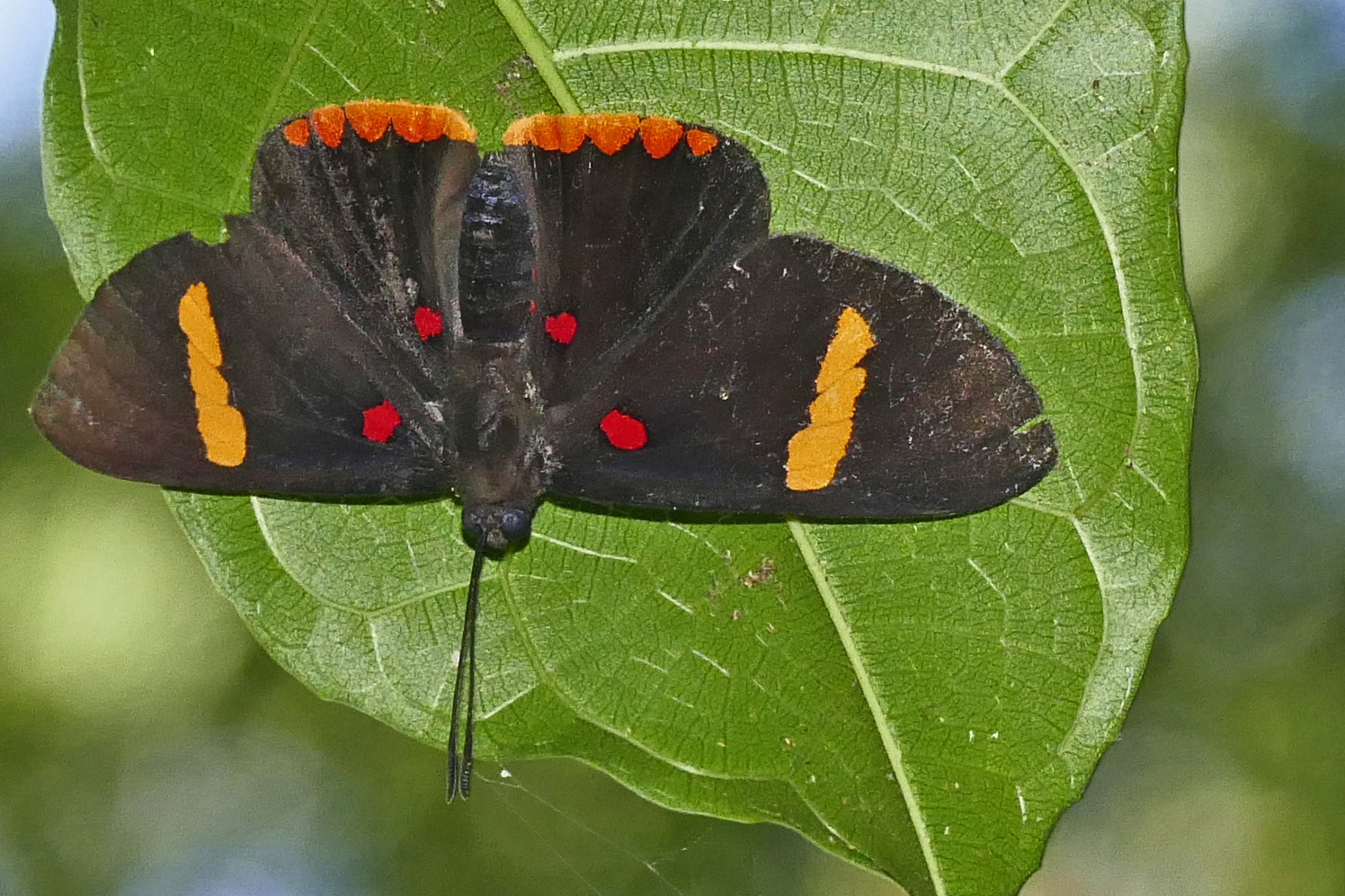 Versteckte Schönheit in Cahuita, Costa Rica.  Electron Pixie (Melanis electron )