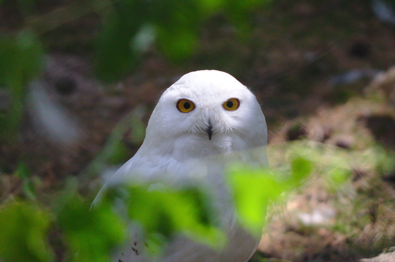 Versteckte Schönheit (Wildpark Gangelt)