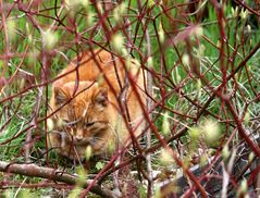 versteckte Tiergartenkatze