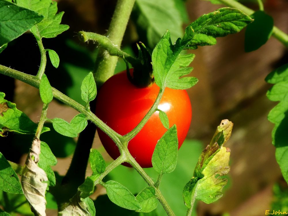 Versteckte Tomate