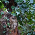 Versteckte und perfekt getarnte Waldkauz Pärchen 