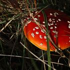 Versteckter Fliegenpilz