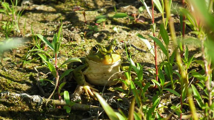 versteckter Frosch