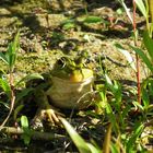 versteckter Frosch