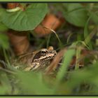 Versteckter Froschkönig