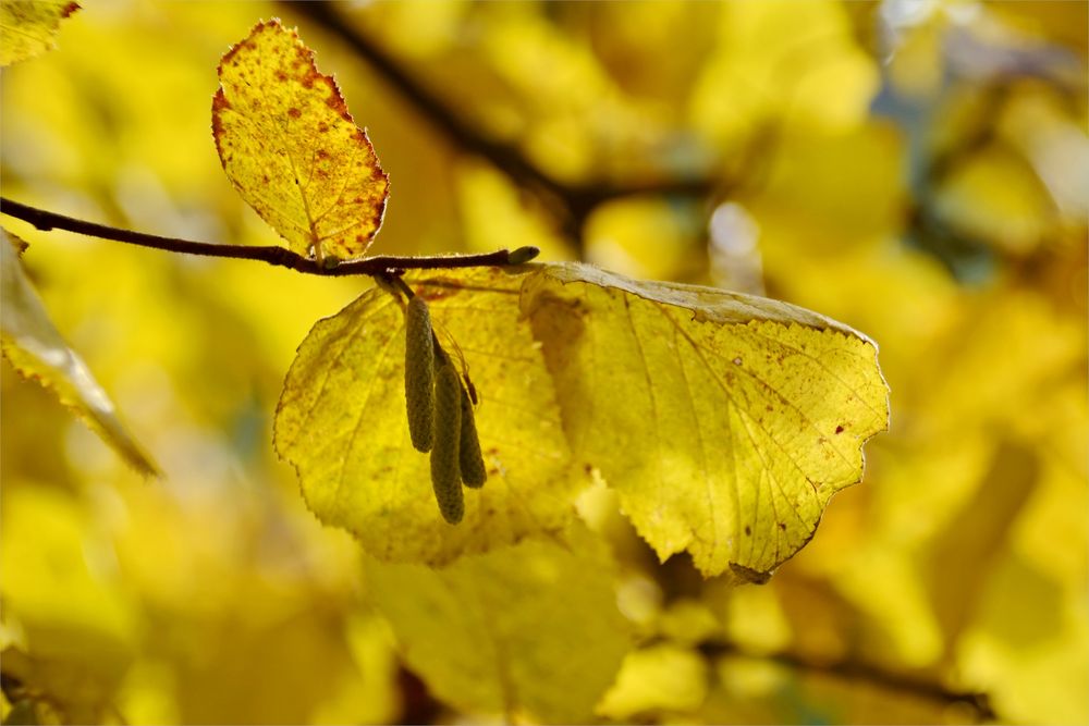 versteckter Frühling...