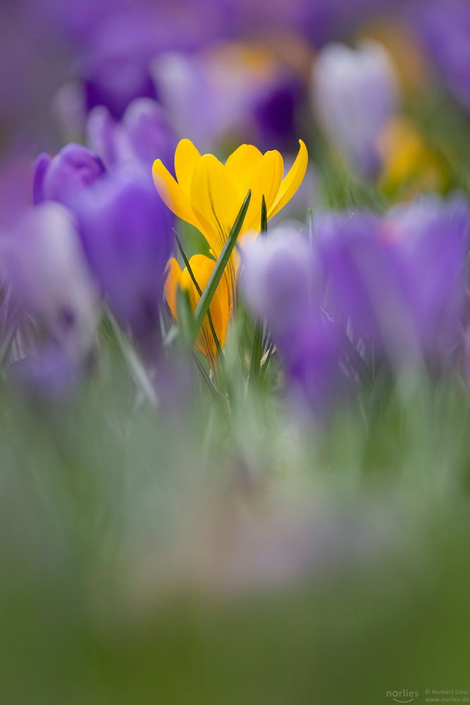 Versteckter gelber Krokus