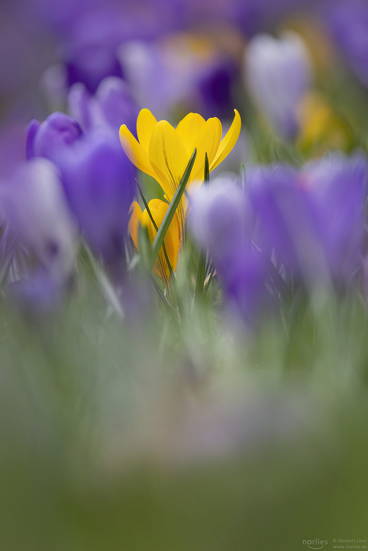 Versteckter gelber Krokus