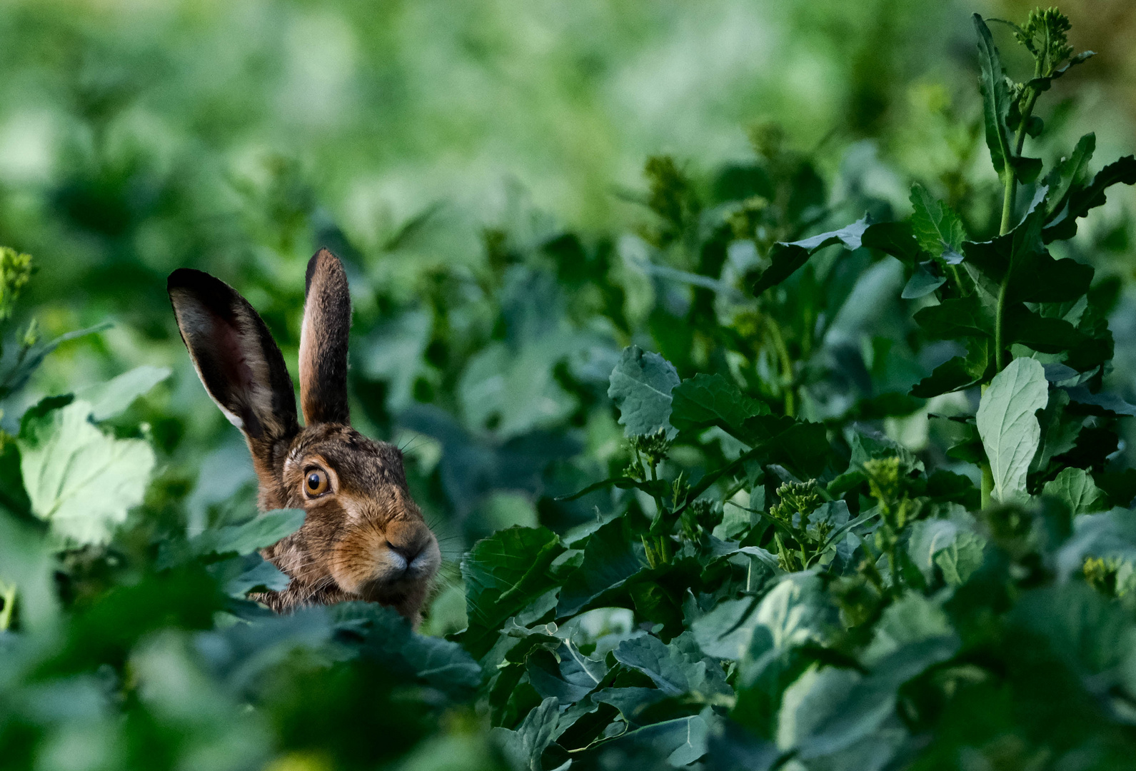 Versteckter Hase 3