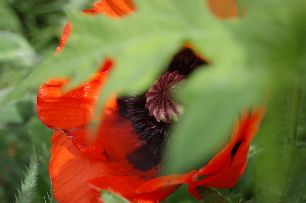 versteckter Klatschmohn