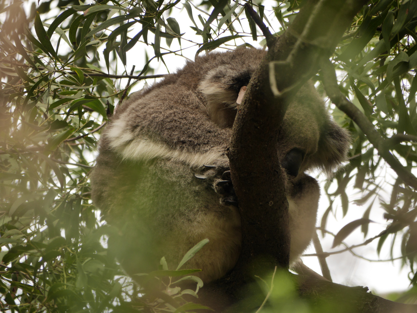 versteckter Koala