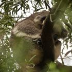 versteckter Koala