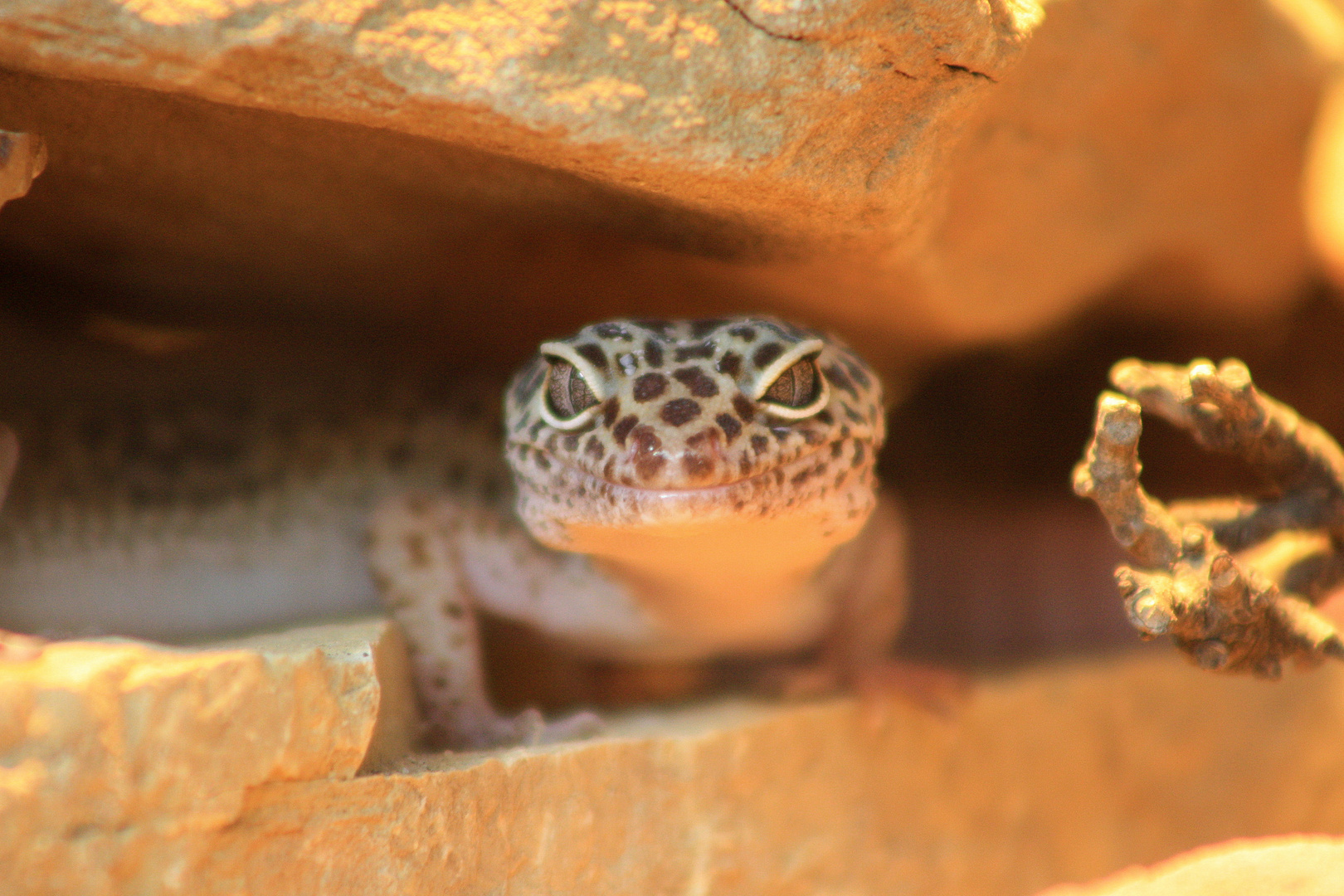 versteckter Leopardgecko